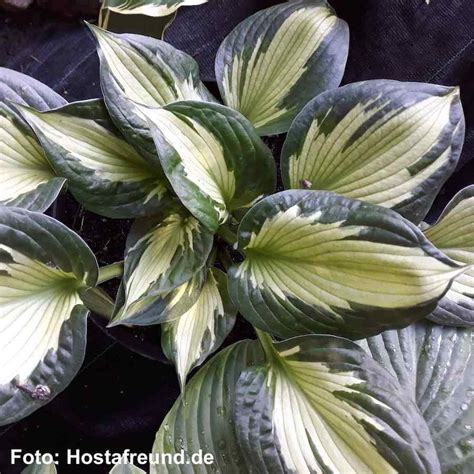 hosta sömnlös