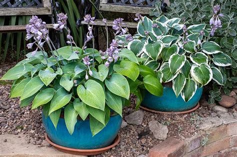 hostas in pots