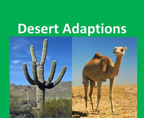 Hot Desert Plant Adaptations Science Project Education Com Desert Science Experiments - Desert Science Experiments