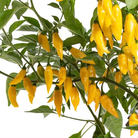 hot lemon chilli