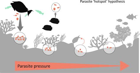 Hotspot Hypothesis