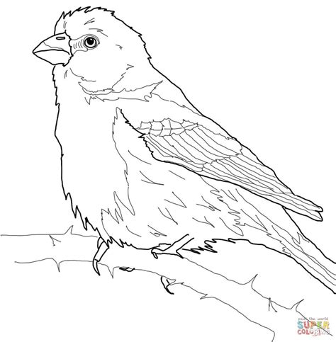 House Finch Coloring Page Free Printable Coloring Pages Purple Finch Coloring Page - Purple Finch Coloring Page