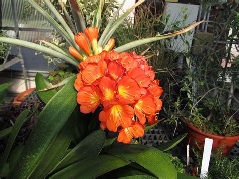 House Plant With Orange Flowers Yardenly House Plant With Orange Flowers - House Plant With Orange Flowers