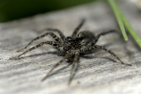 House Spider Pictures