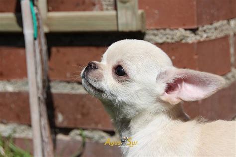 houston pets "chihuahua" - craigslist