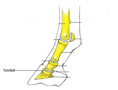 hovledsinflammation skoning