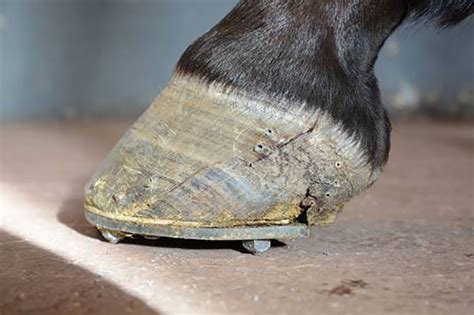 hovsprickor behandling