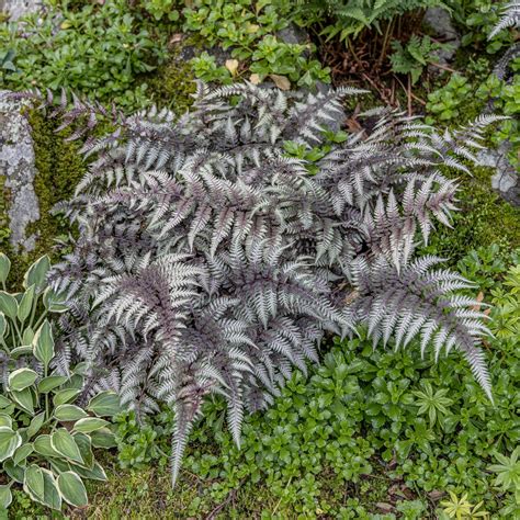 how big do painted ferns get in landscape?