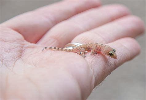 how did a baby mediterranean gecko get in my bathroom?