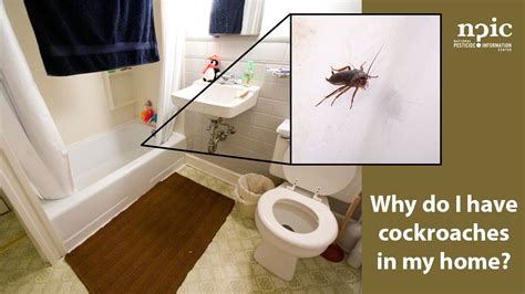 How Do Cockroaches Get Into Your Bathroom?