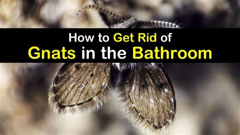 How Do You Get Rid Of Gnats In The Bathroom?
