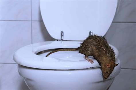 how often do rats use the bathroom?