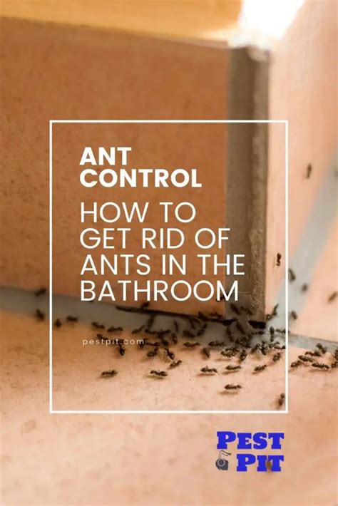 How To Deal With Flying Ants In Bathroom?