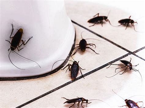 How To Deter Roaches From Your Bathroom?
