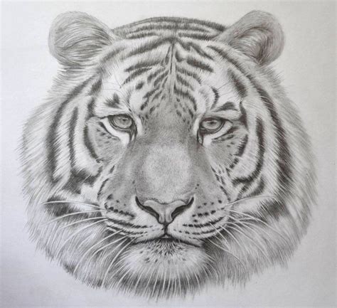 Agshowsnsw | How to draw realistic animal faces