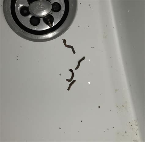 how to get rid of small black worms in bathroom?