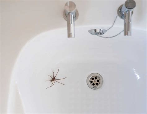 How To Get Rid Of Tiny Spiders In Bathroom?