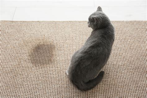 how to stop my cat from peeing in the bathroom?