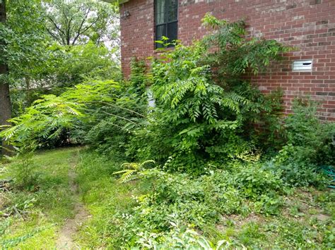 how to tame overgrown landscaping?