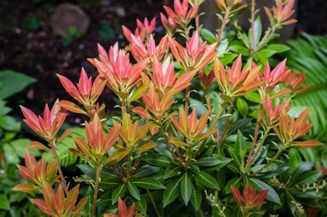 how to use pieris japonica in the landscape?