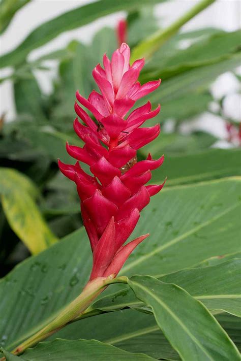how to use red ginger plant in landscape?