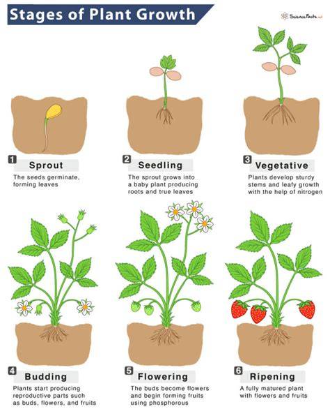 how a plant grows