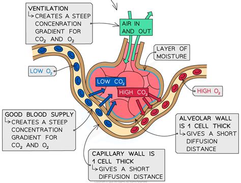 how alveoli are adapted for gas exchange