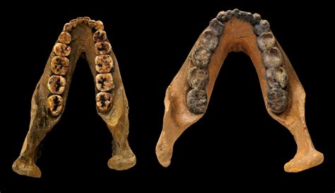 How Ancient Teeth Reveal The Roots Of Humankind Teeth Science - Teeth Science