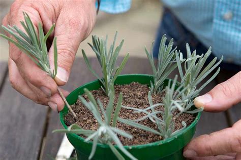 how and when to take lavender cuttings