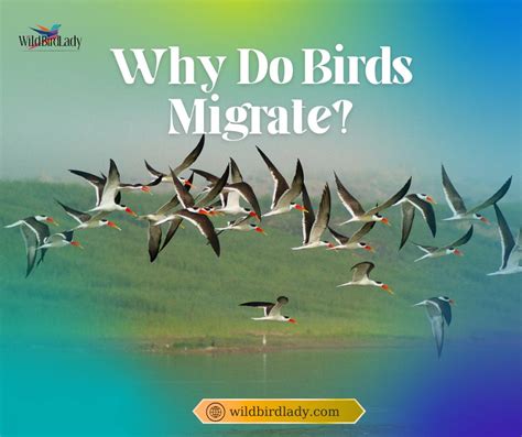 how and why do birds fly bird books for kids chil
