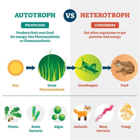 How And Why Heterotrophs Feed On Autotrophs Essay Autotrophs Vs Heterotrophs Worksheet - Autotrophs Vs Heterotrophs Worksheet