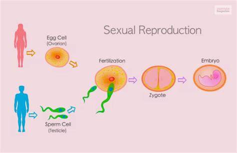 how are babies made