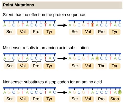 How Are Point Mutations Different Than Frameshiift