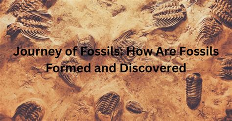 how are preserved fossils formed