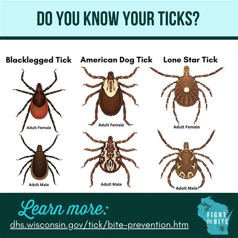how are ticks spread