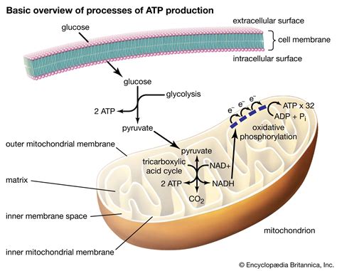 how atp is formed in mitochondria