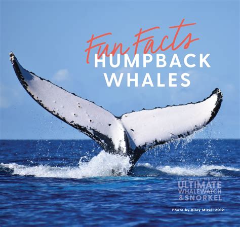 how big are humpback whales - Da Pet Blog