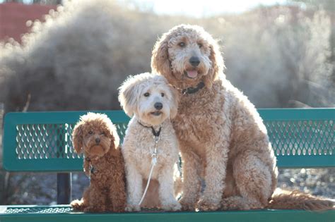 how big can a mini goldendoodle get