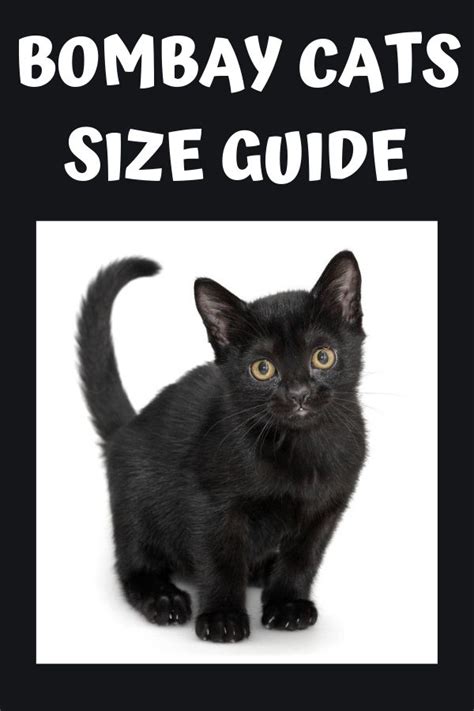 how big do bombay cats get