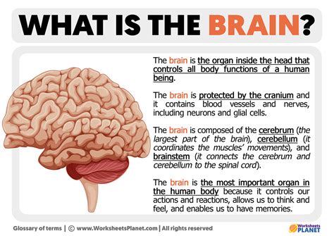 how big is a brain