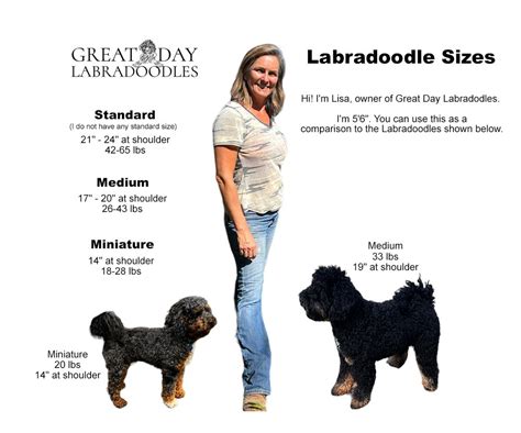how big is a medium labradoodle