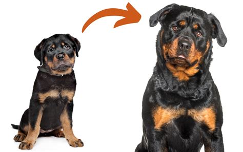 how big is a rottweiler
