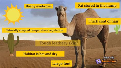 how can camels survive in rectitude desert