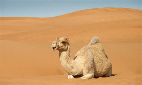 how can camels survive in the desert