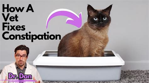 how can you help a constipated cat