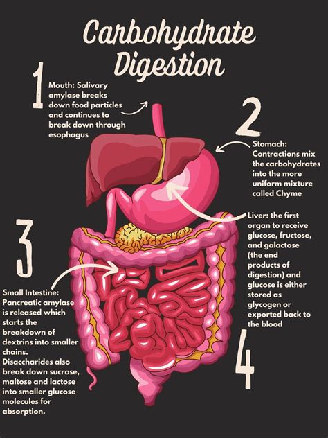 how carbohydrate is digested
