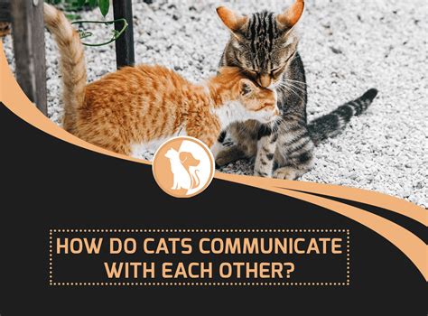 how cat communicate with each other