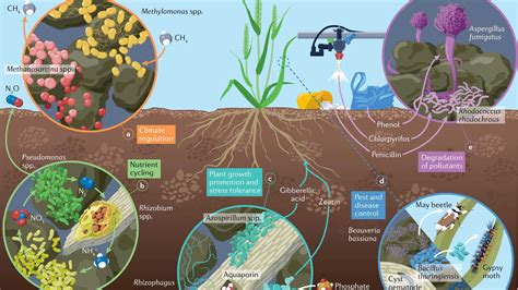 How Certain Soil Bacteria Can Help Plants Grow Earth Science For Kids - Earth Science For Kids