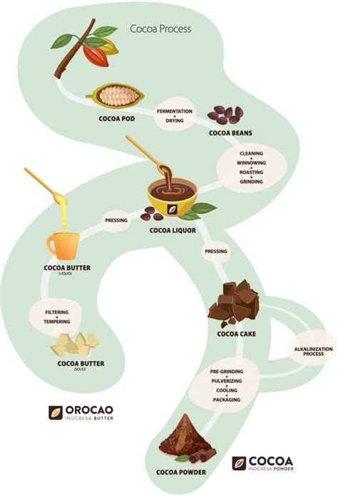 how cocoa is processed