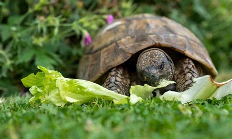 how often should marvellous box turtle eat